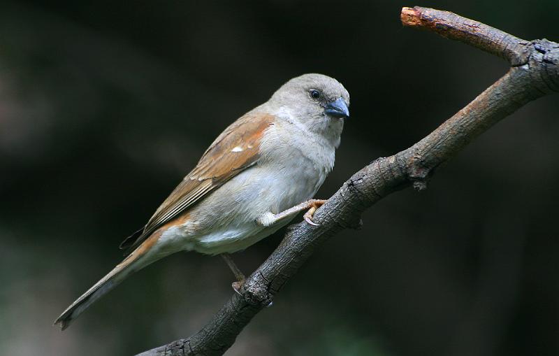 frieda 017.jpg - Suidelike Gryskopmossie Habitat Gemengde boswereld en in party streke, voorstede.  Hulle snawel is swart in broeiseisoen, 'n dowwe geel in die winter.